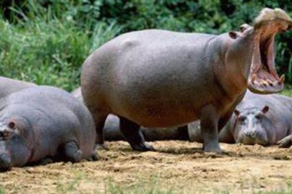 Hipopótamos de Pablo Escobar irán a Sinaloa