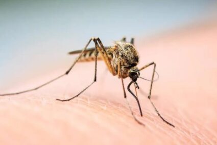 El dengue, imparable