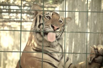 Tigre asegurado en Sinaloa pasa al Zoológico