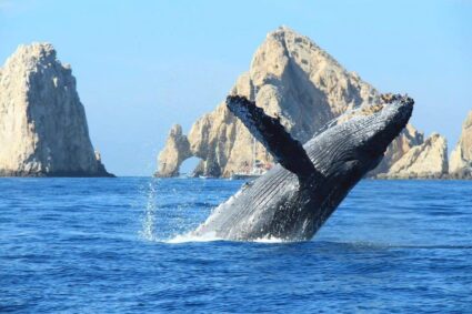 Protestan contra gaseoducto que harán en el Golfo de California, el “Acuario del mundo”