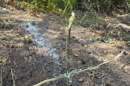 Cada vez más, aparecen fosas clandestinas en Sinaloa