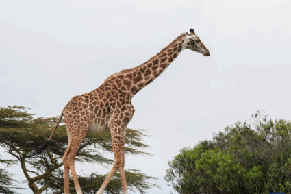 Isla Crescent, en Kenia, ejemplo de conservación