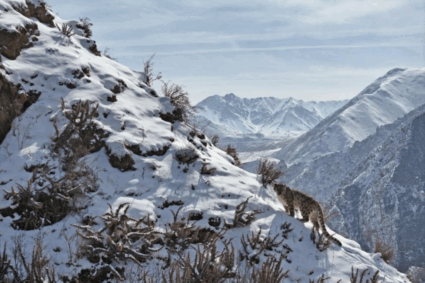 El fantasma de las montañas