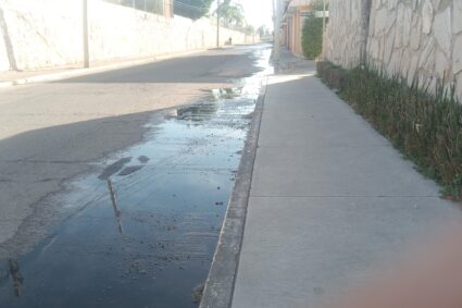 Fuga atrás de Pulgas Pandas