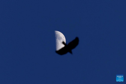 Vuelo lunar