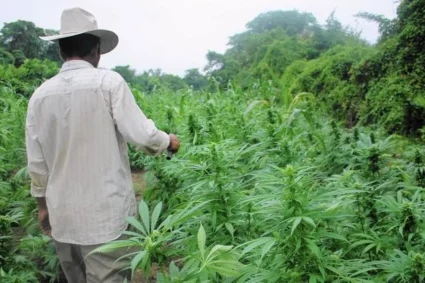 Mientras México persigue la mariguana, a EEUU le genera 158 mil millones de dólares