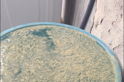 Negligencia municipal desata crisis sanitaria en San José de Gracia