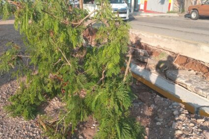 Dejan morir árbol caído en la tromba